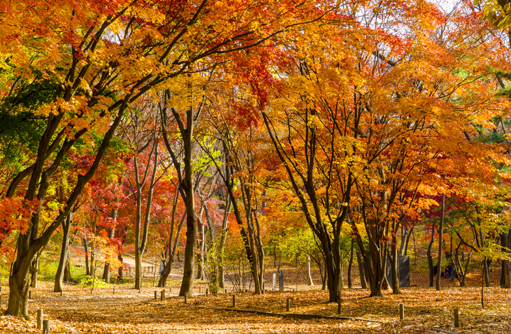 Sortie coloris automnal
